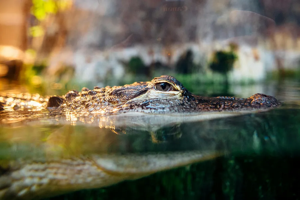 Alligator & Wildlife Discovery Center in Madeira Beach Florida