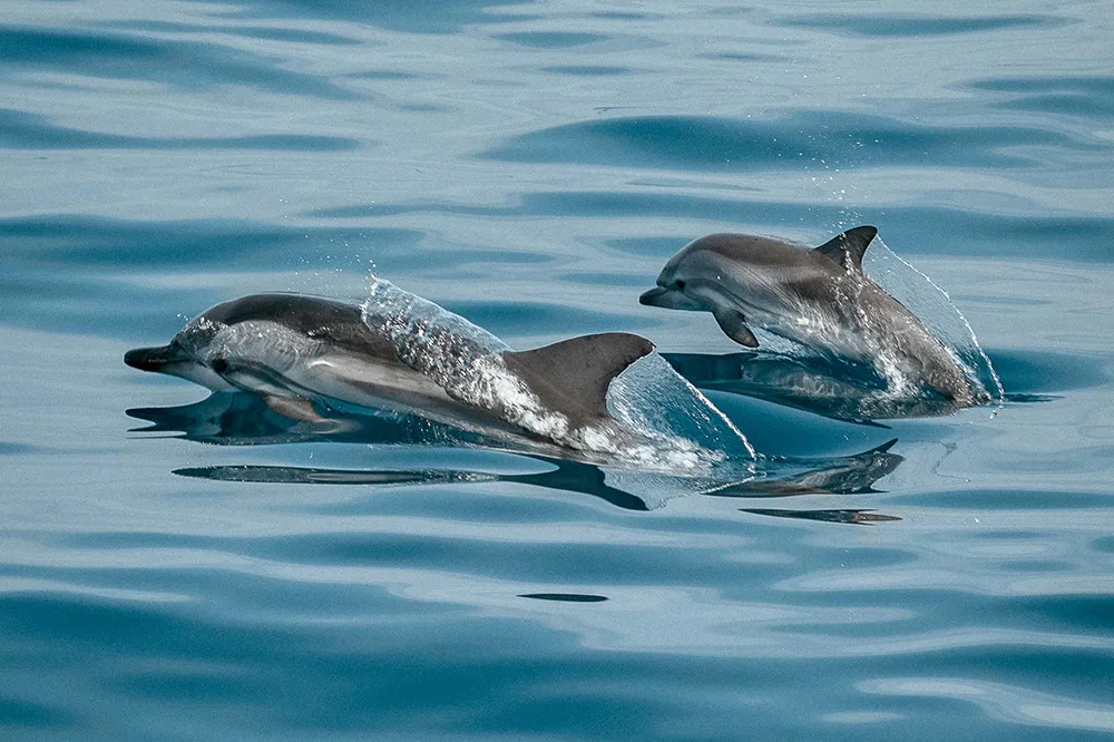 Dolphin Watching & Cruises