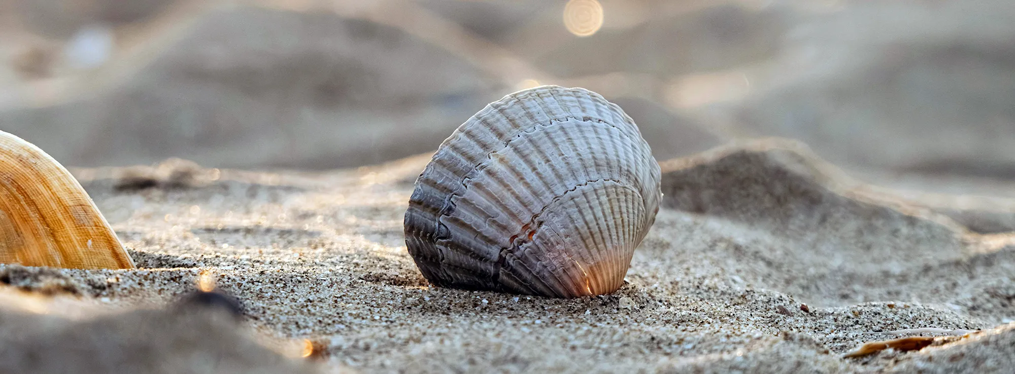Shelling at Indian Shores Florida